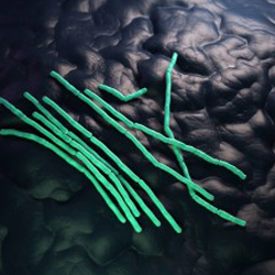 Bacillus-cereus-300x225