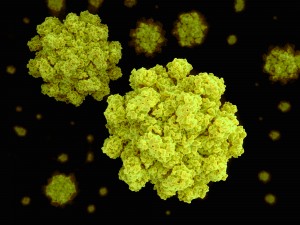Norovirus